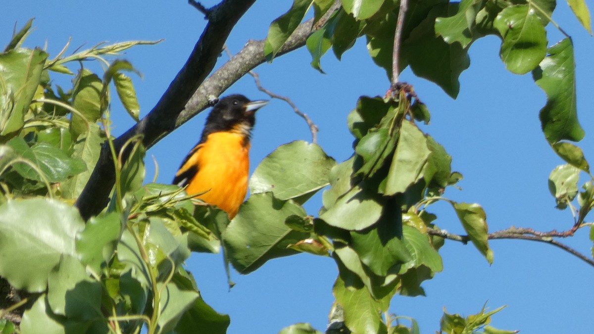 Baltimore Oriole - ML445649221