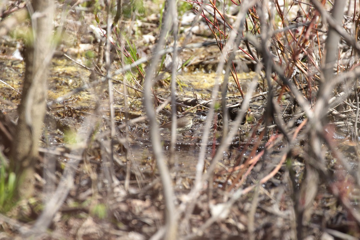 Northern Waterthrush - ML445649751