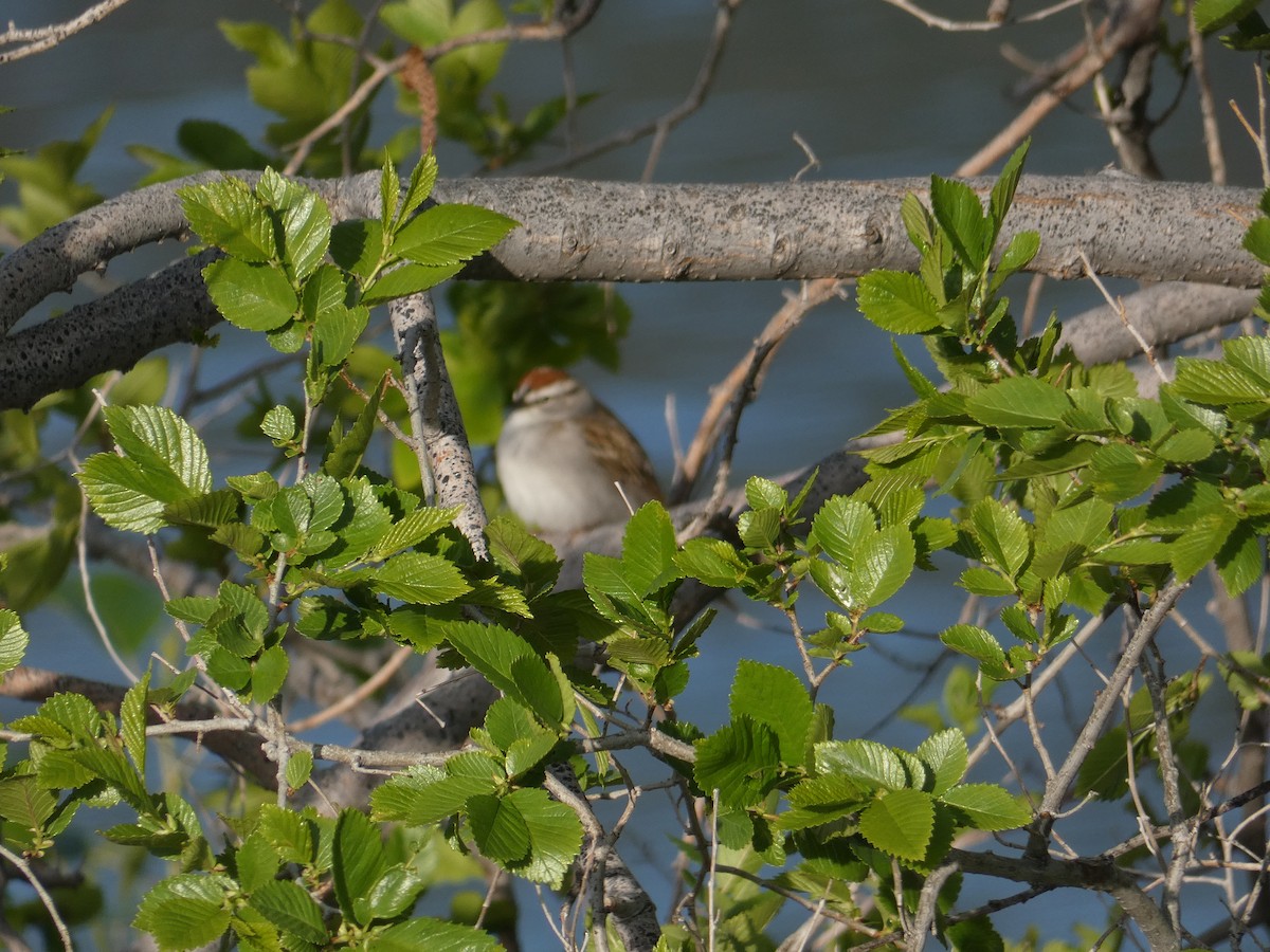 Chipping Sparrow - ML445650801