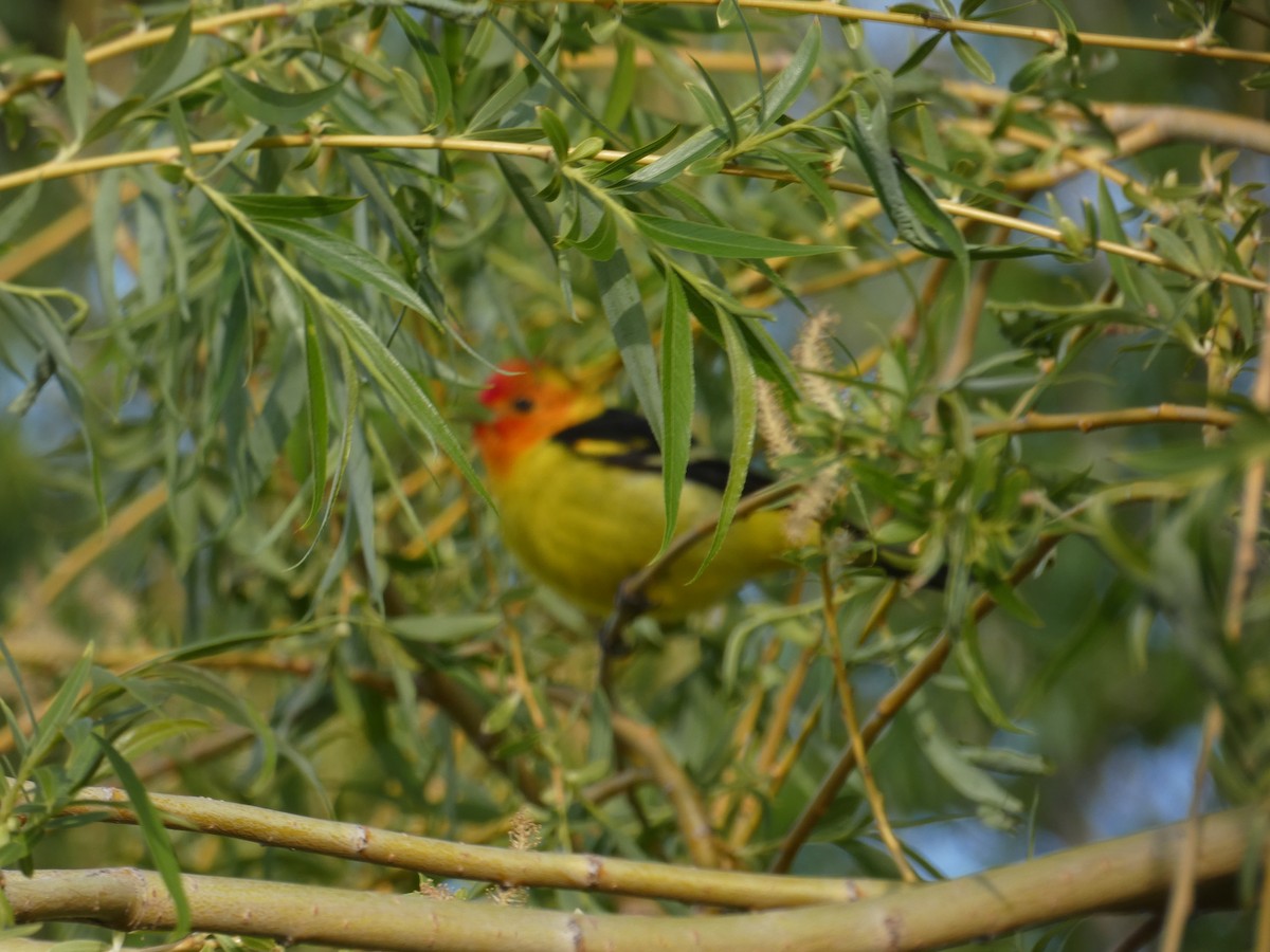 Western Tanager - ML445651001