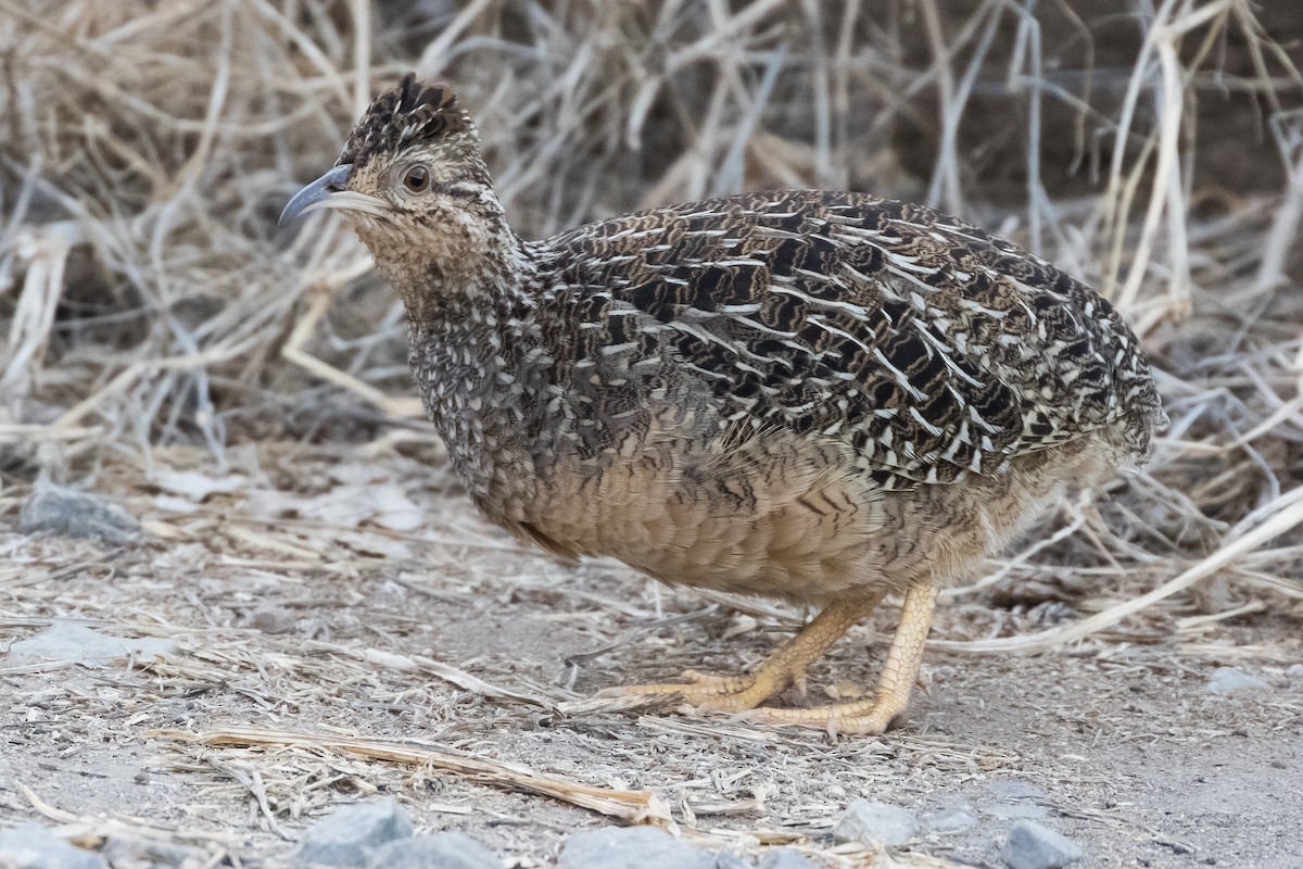 Andean Tinamou - Steve Juhasz