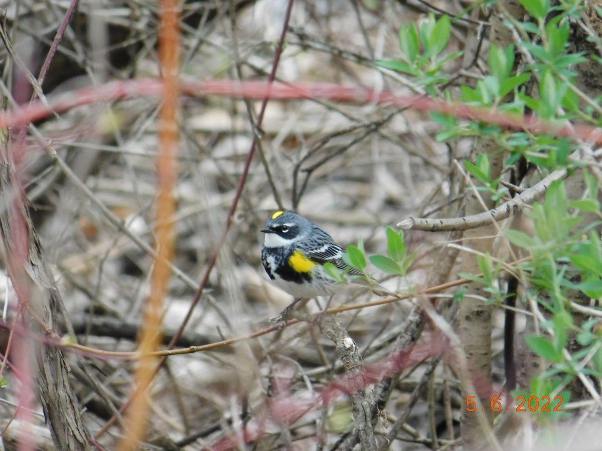 Yellow-rumped Warbler (Myrtle) - Noah Henkenius