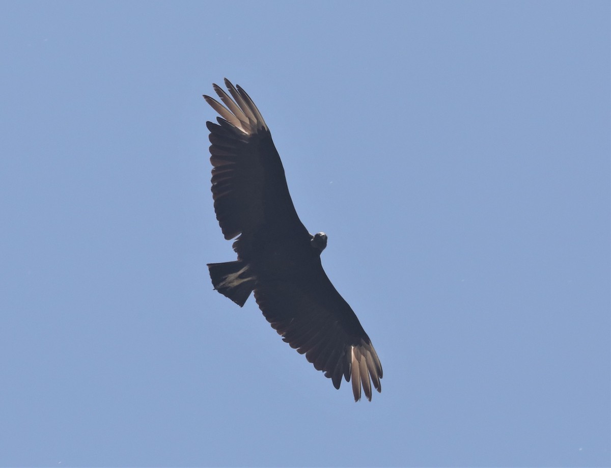Black Vulture - Pair of Wing-Nuts