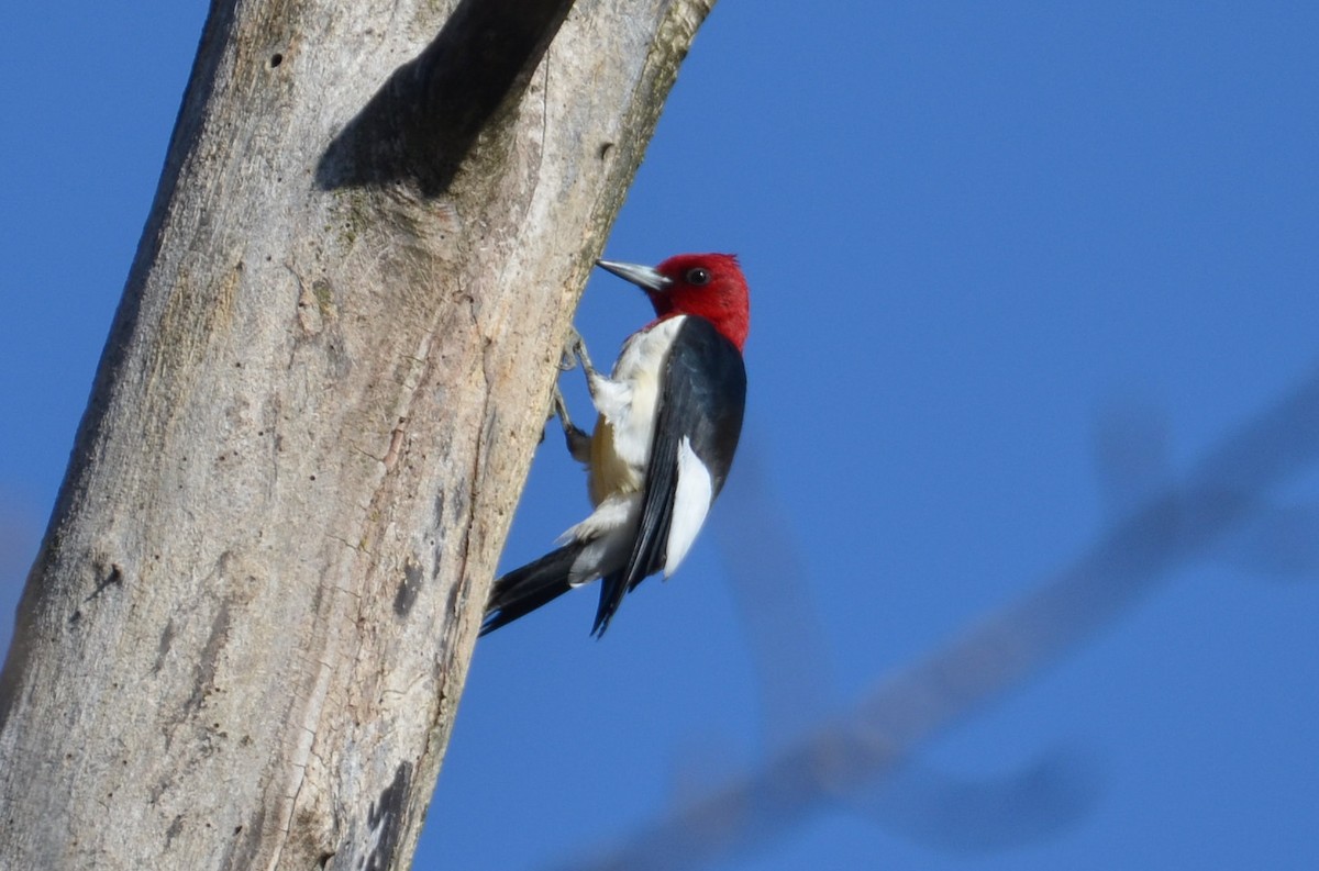 Red-headed Woodpecker - ML445657341