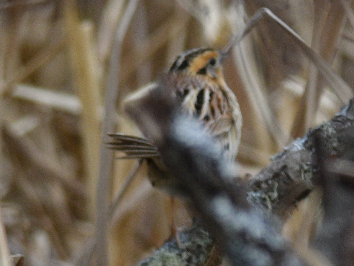 LeConte's Sparrow - ML445657691