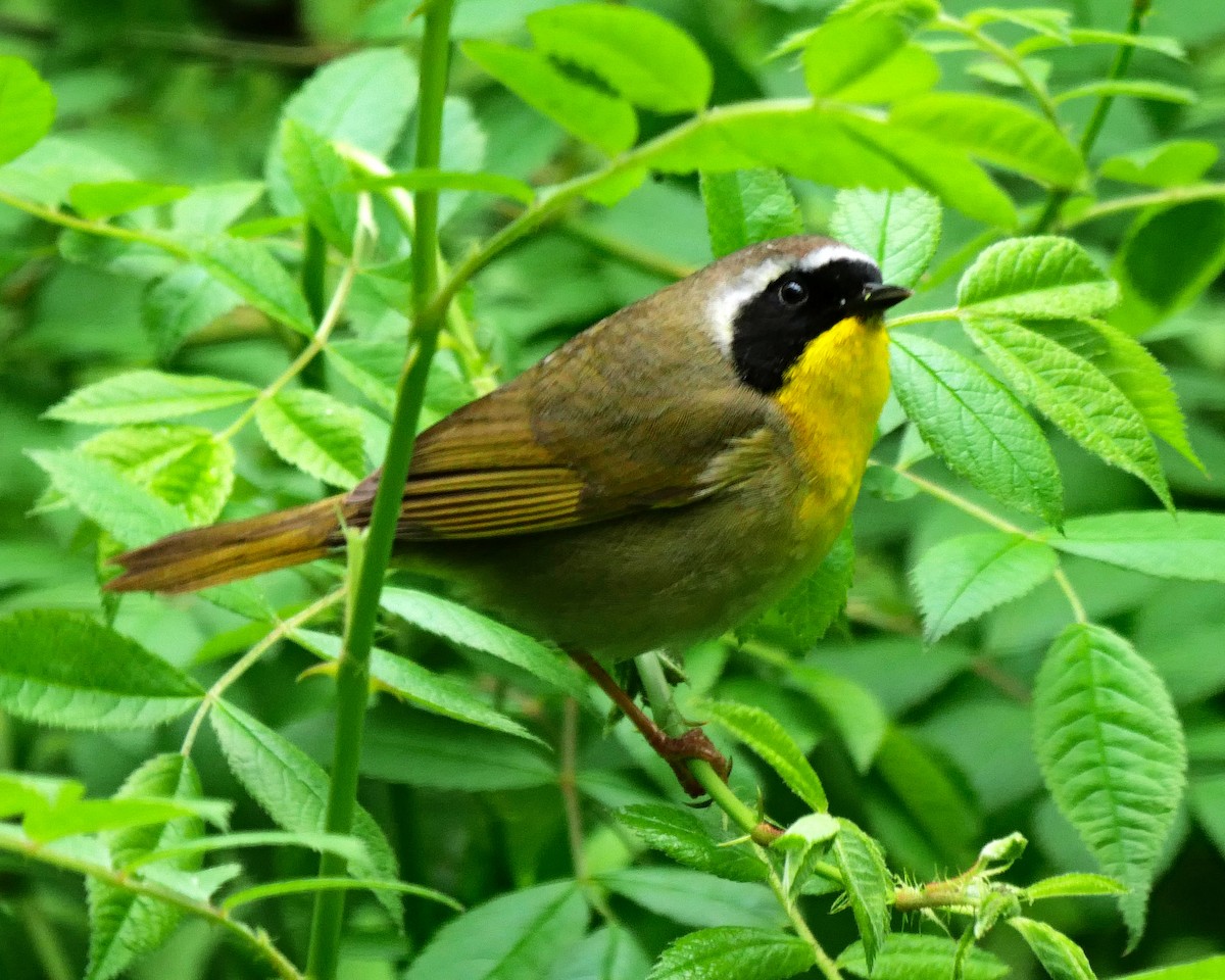 Common Yellowthroat - ML445658421