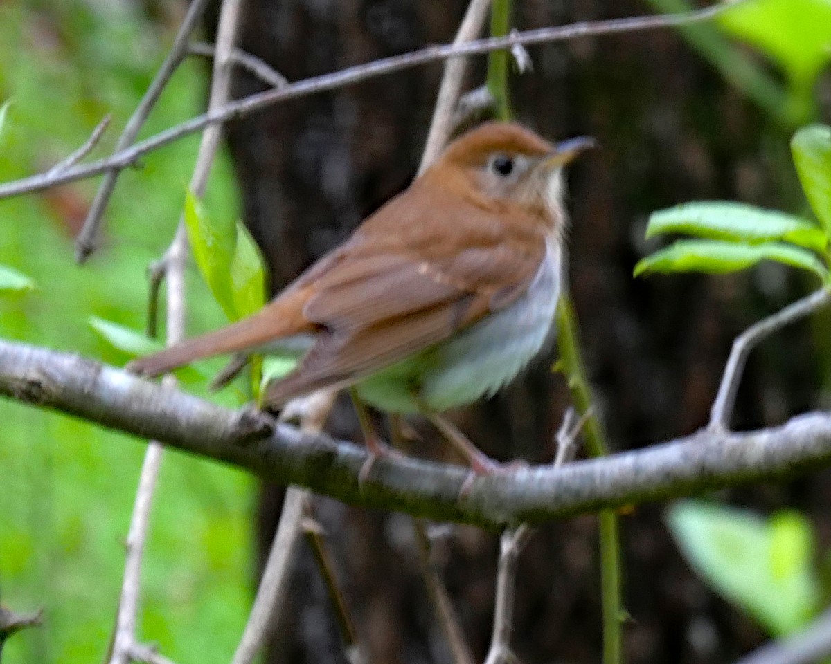 Veery - ML445658601