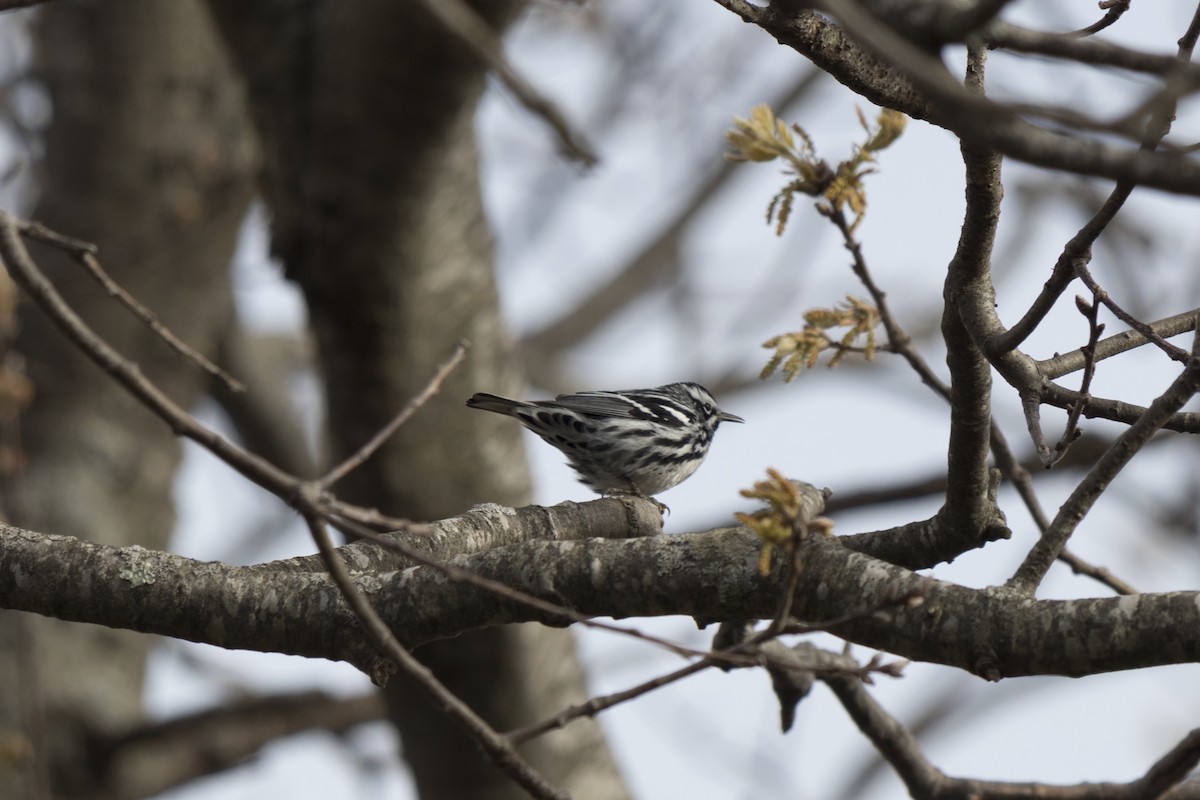 Black-and-white Warbler - ML445658921