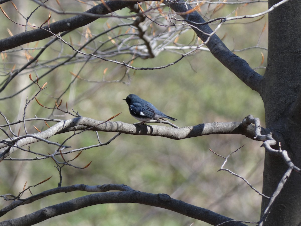 Black-throated Blue Warbler - ML445659041