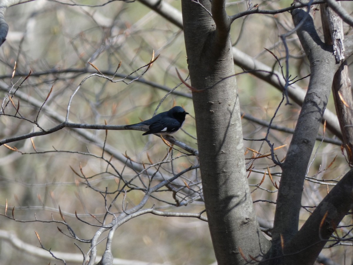 Black-throated Blue Warbler - ML445659051