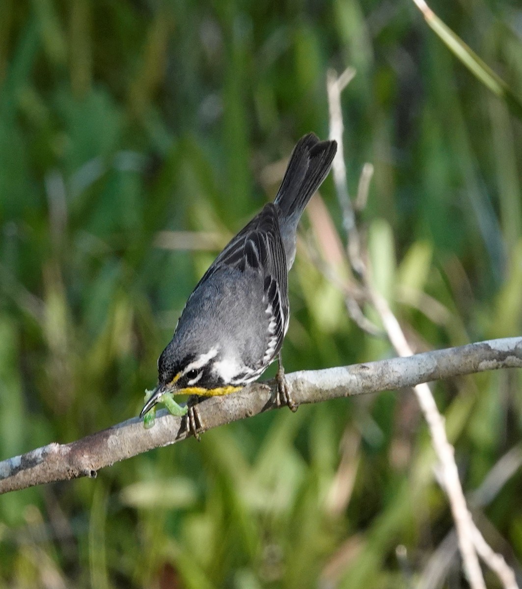 Yellow-throated Warbler - Pete Stafford