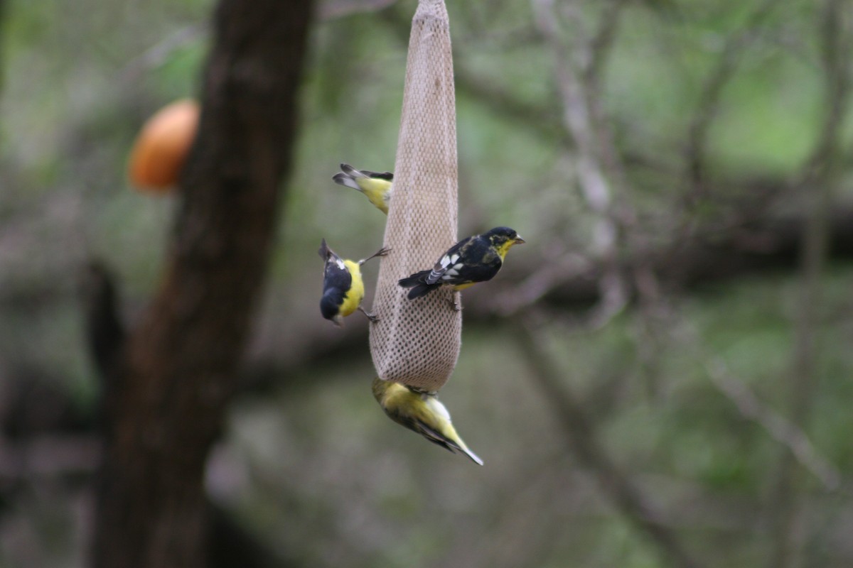 Lesser Goldfinch - ML44565941