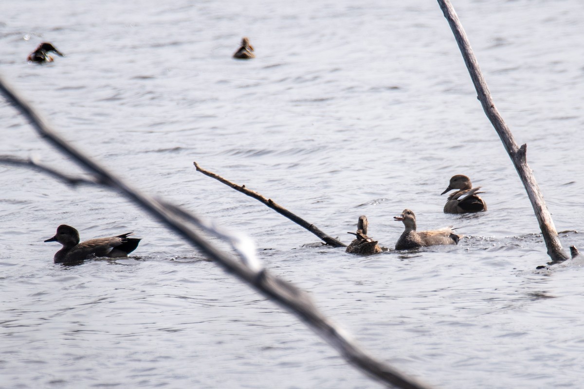 Gadwall - ML445659431