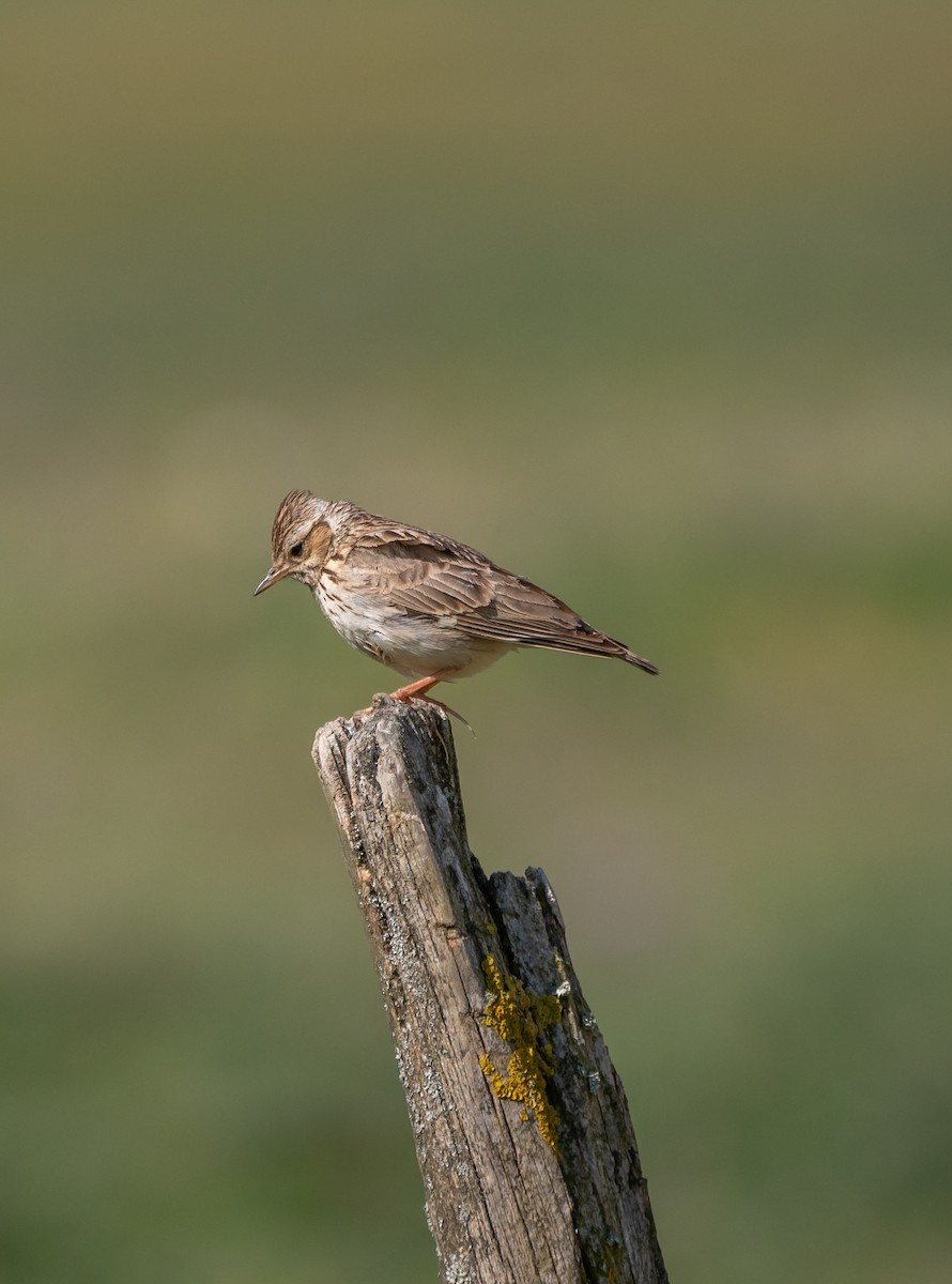 Wood Lark - ML445659591