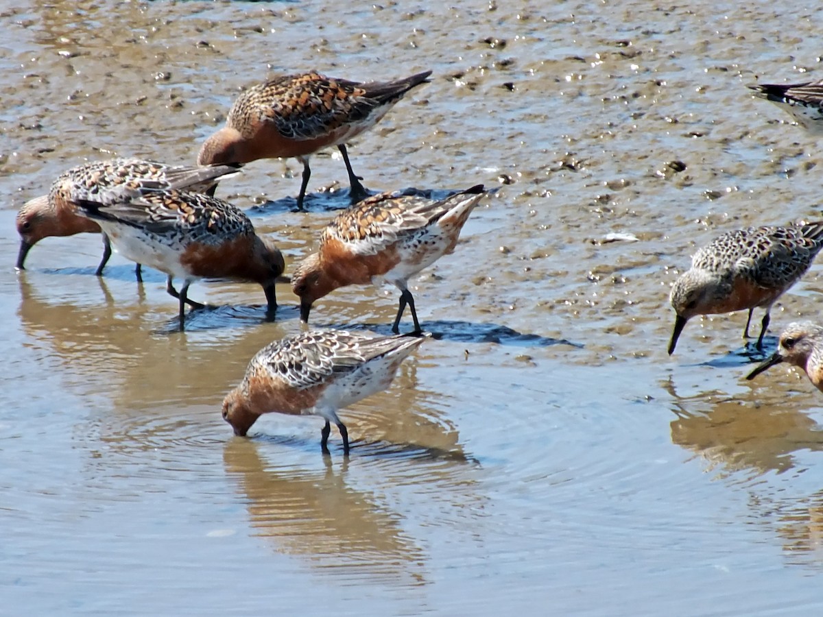Red Knot - ML445660001