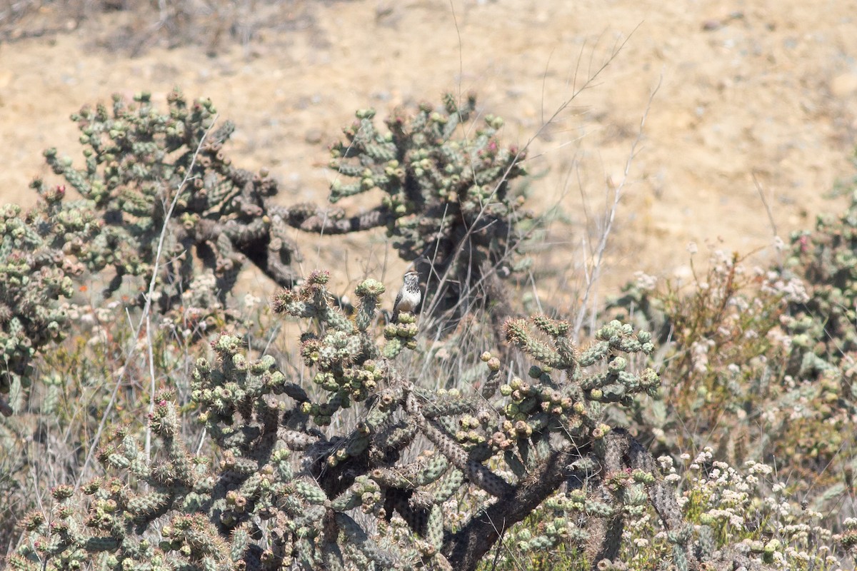 Troglodyte des cactus - ML445660651