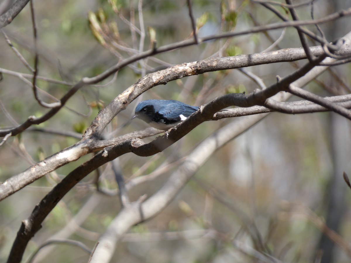 Black-throated Blue Warbler - ML445661201