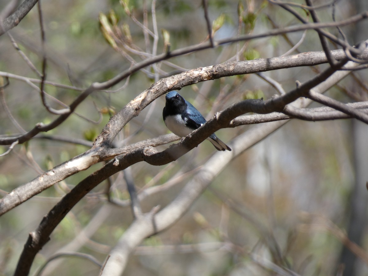 Black-throated Blue Warbler - ML445661211