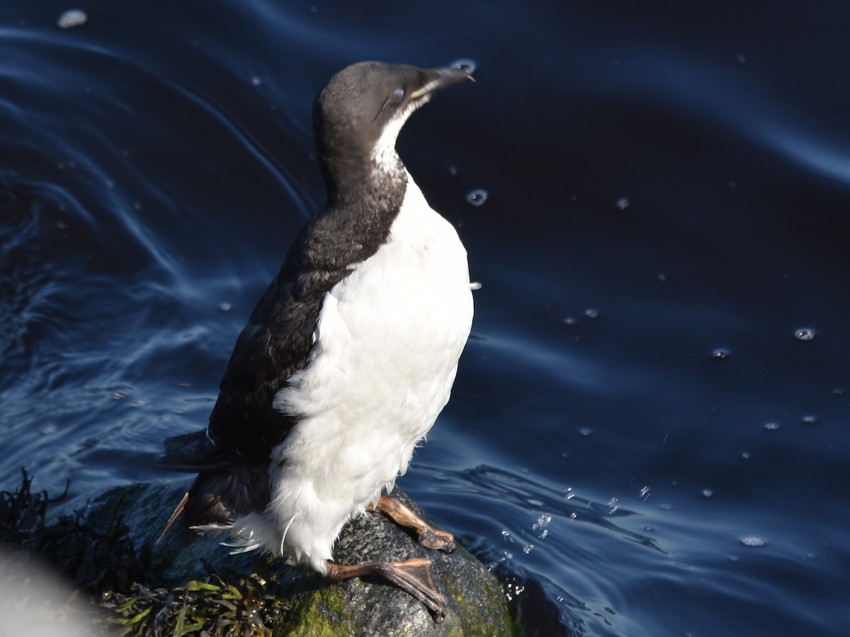Thick-billed Murre - ML445661691