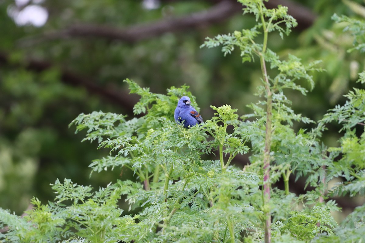 Blue Grosbeak - ML445661751