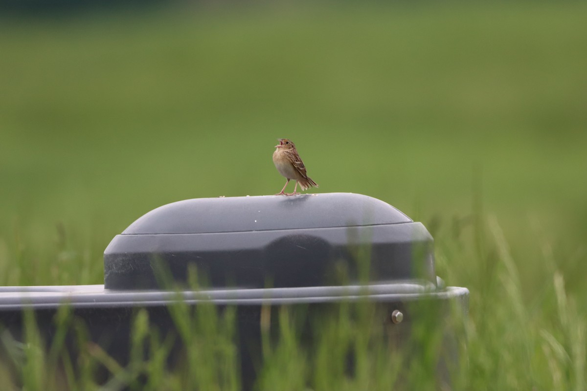 Grasshopper Sparrow - ML445662121