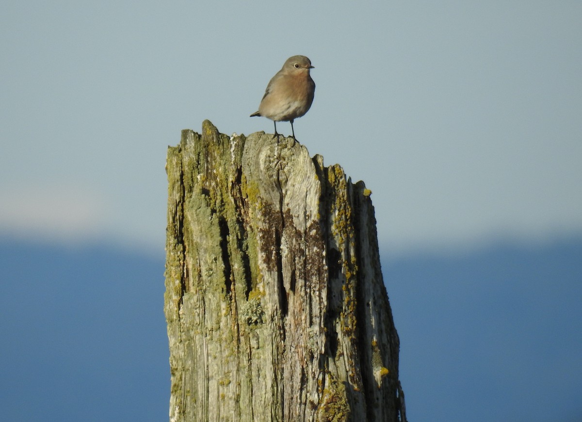 Mountain Bluebird - Jody  Wells