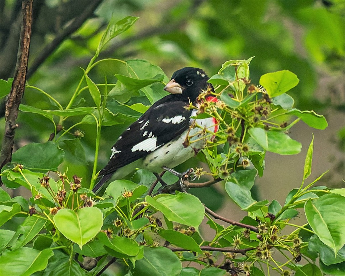 Picogrueso Pechirrosado - ML445662451