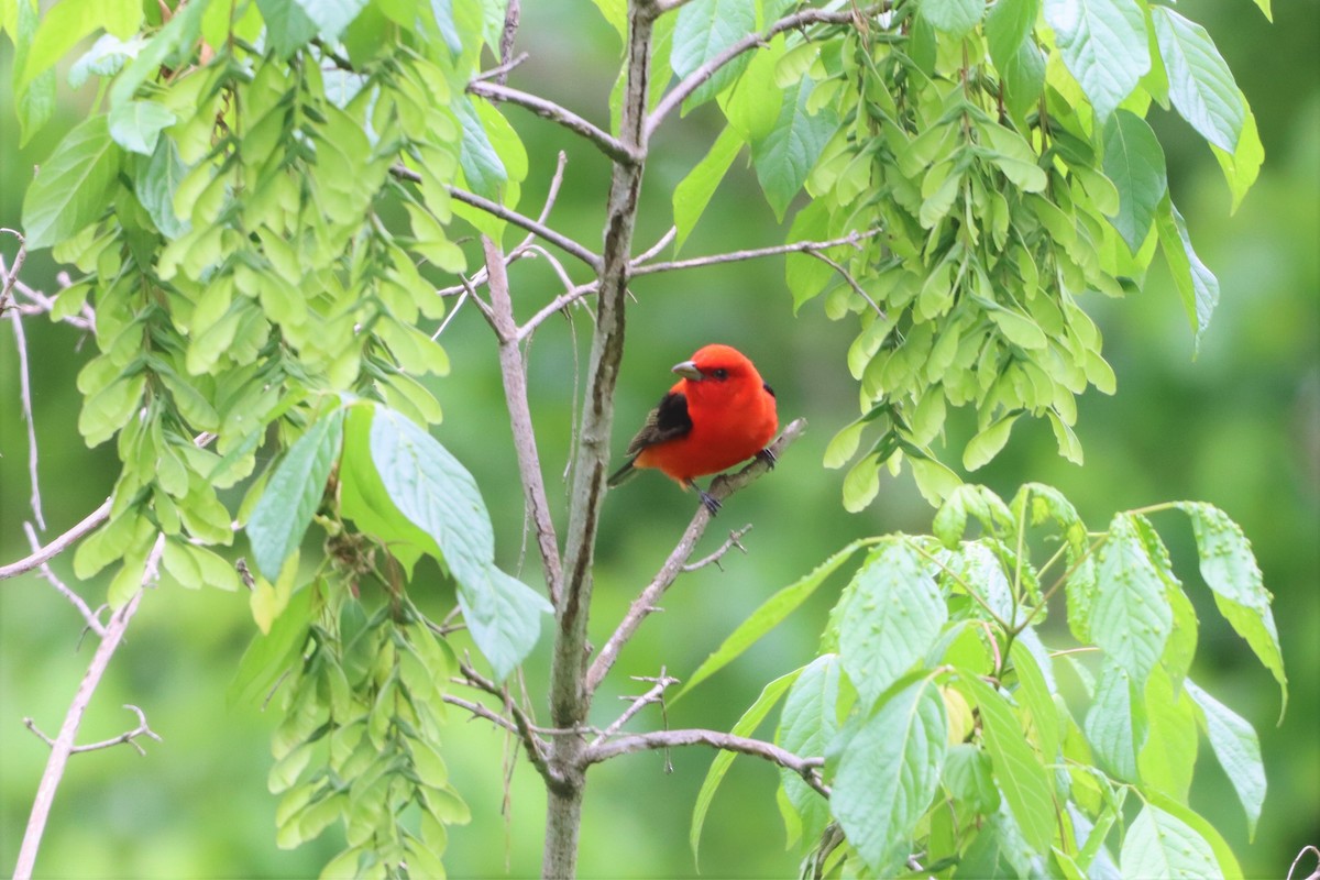 Scarlet Tanager - ML445662461