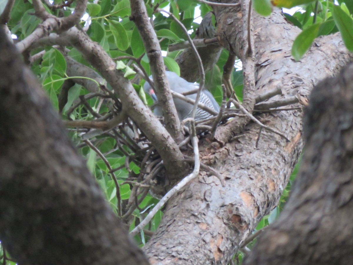 Lizard Buzzard - ML445662471