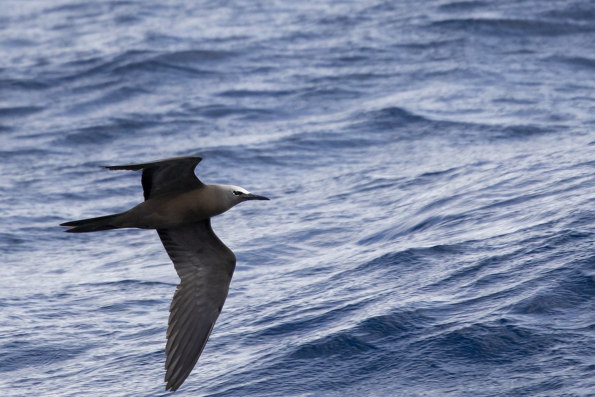 Brown Noddy - ML445662721