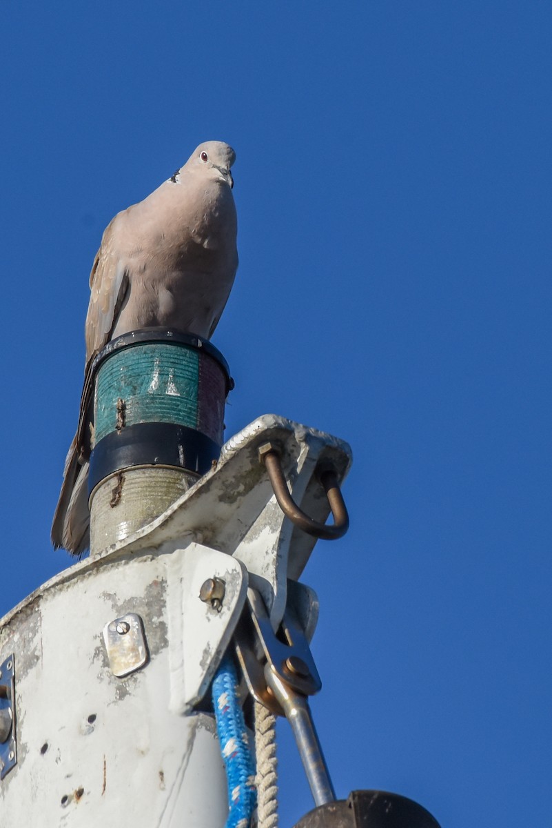 Eurasian Collared-Dove - Erik Martin