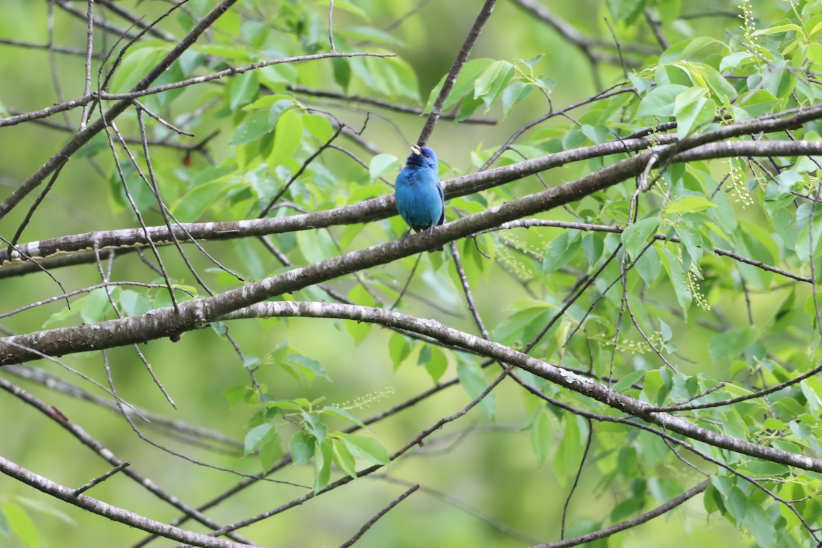Indigo Bunting - ML445662831