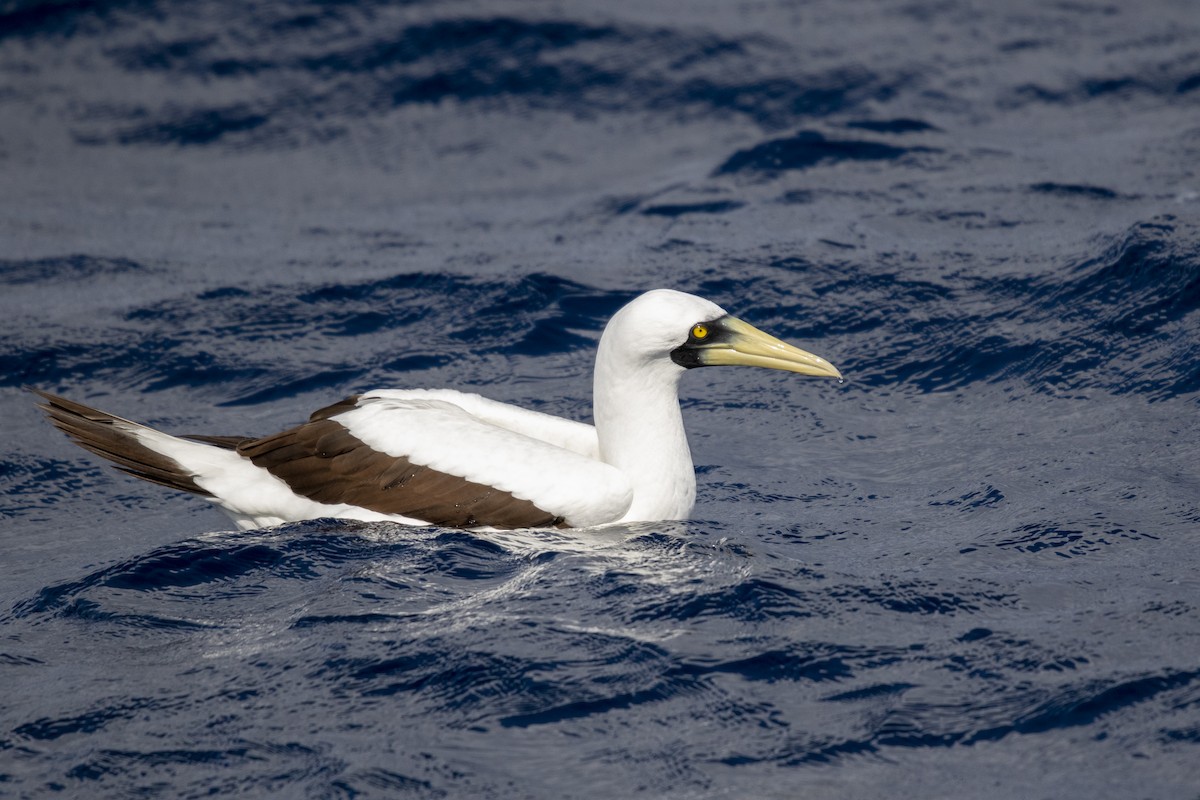 Masked Booby - ML445662861