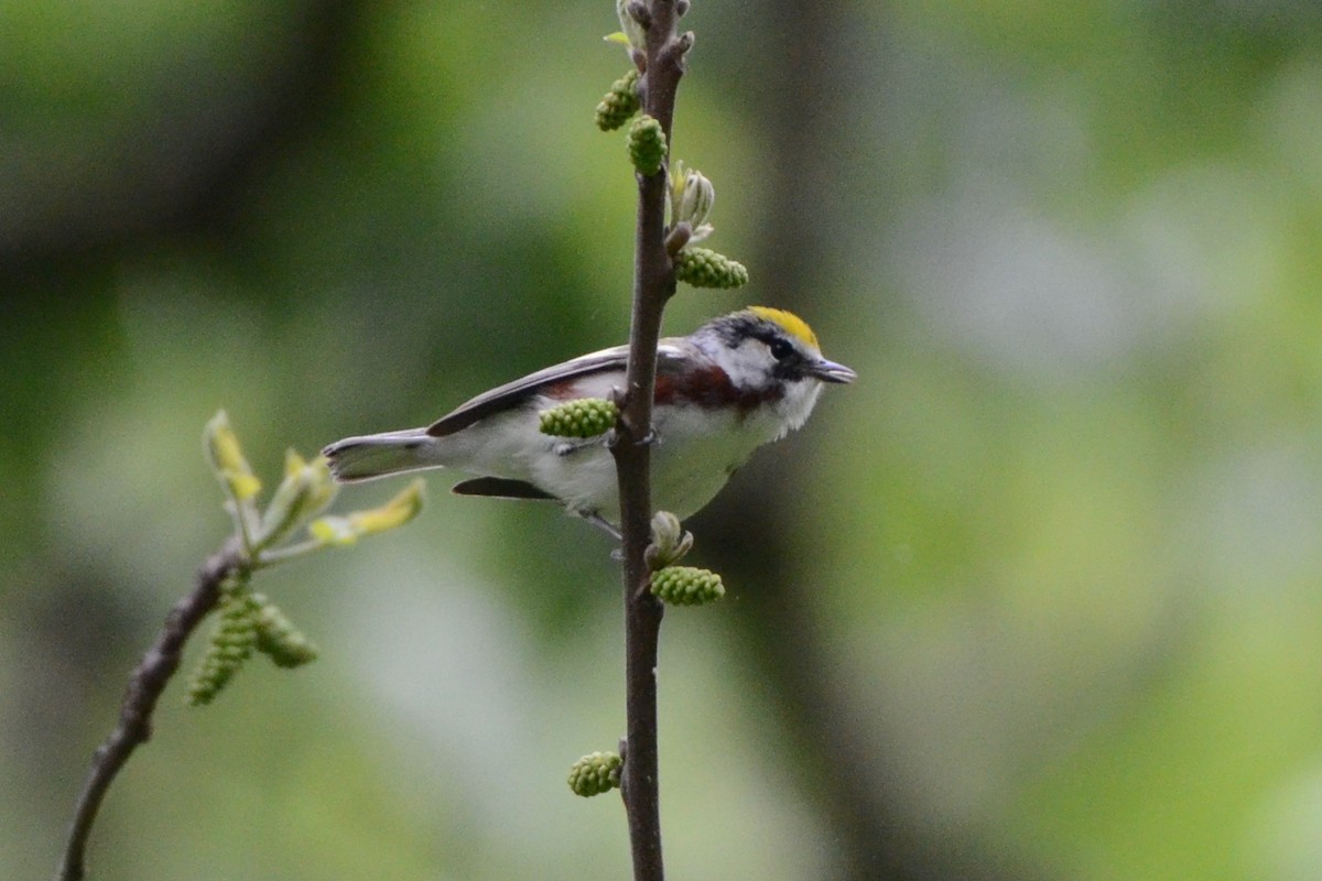 Chestnut-sided Warbler - John Karpovich