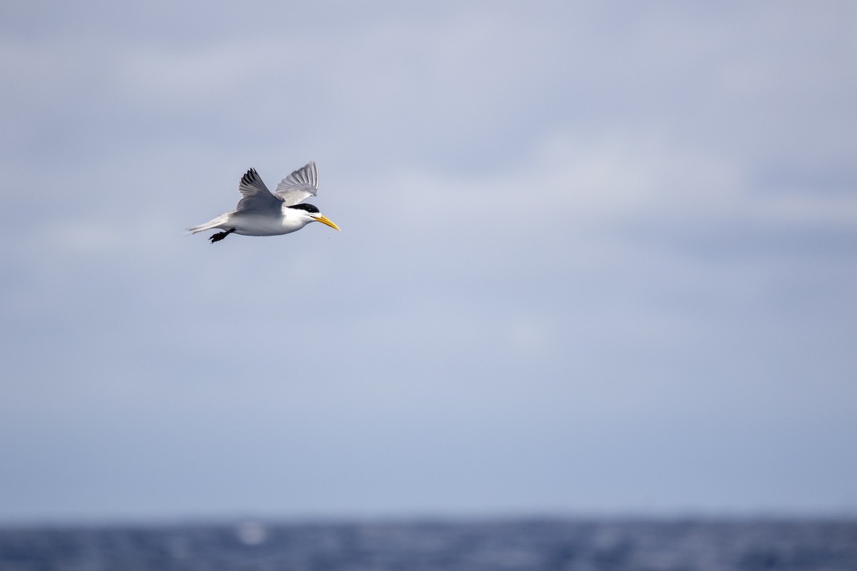 Great Crested Tern - ML445662961