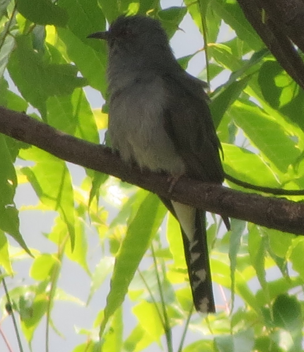Gray-bellied Cuckoo - ML445663821