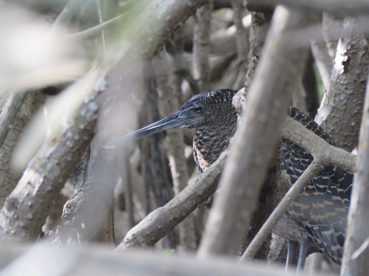 White-crested Tiger-Heron - ML445664281