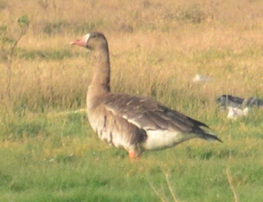 Greater White-fronted Goose - ML44566501