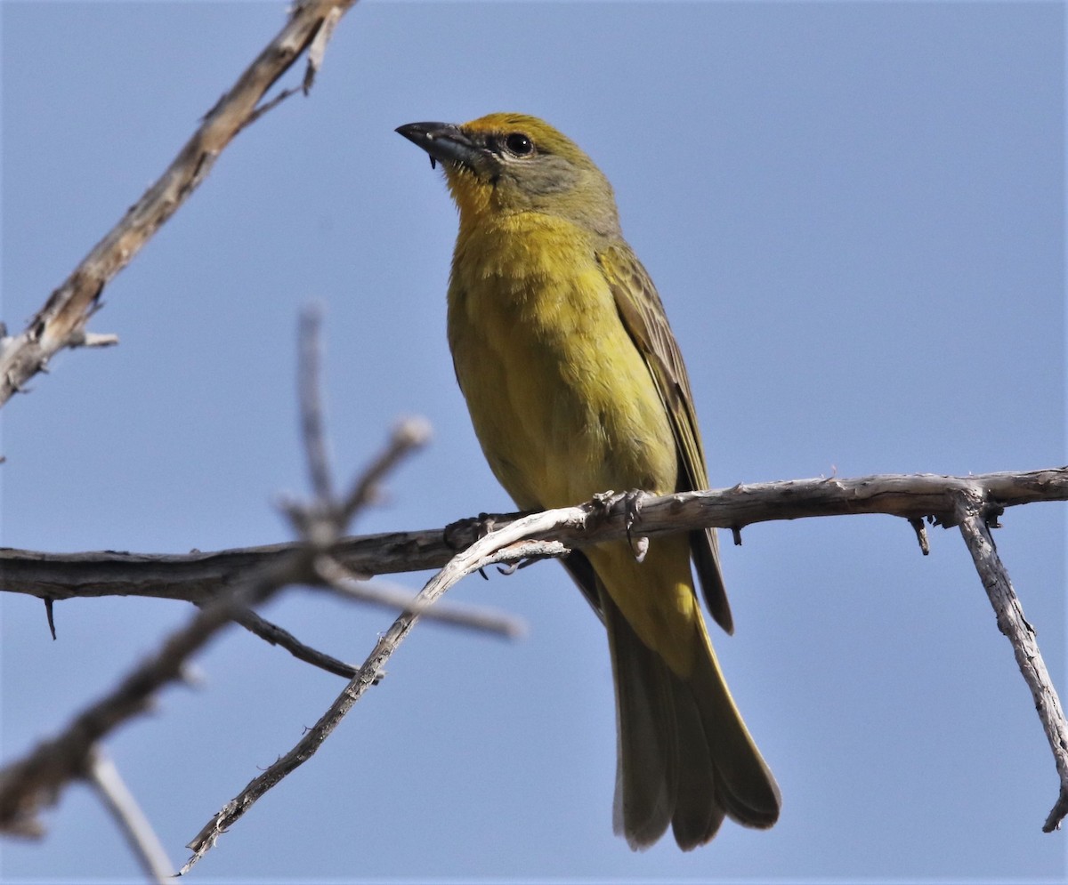 Hepatic Tanager - ML445668441