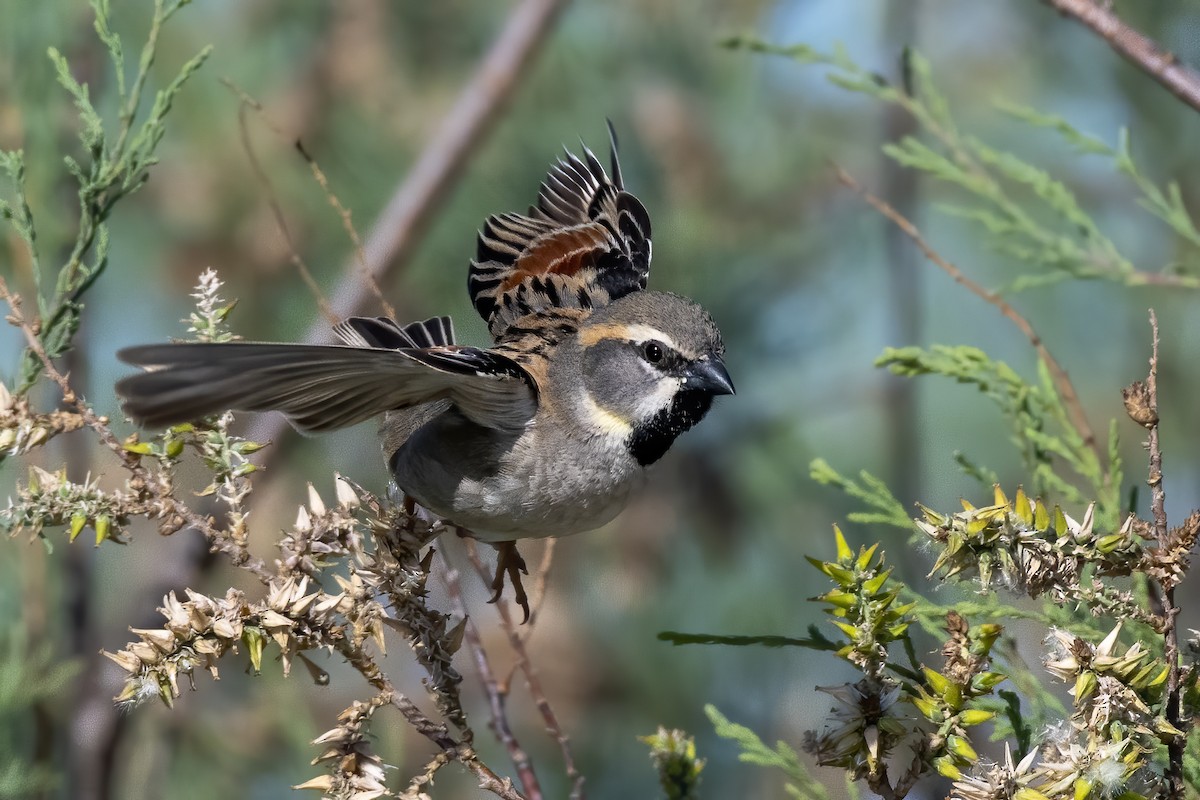 Dead Sea Sparrow - Göktuğ  Güzelbey