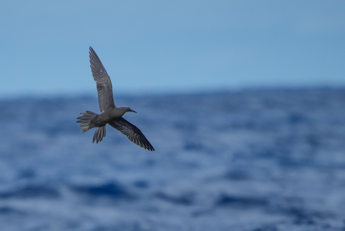 Brown Noddy - ML445670721