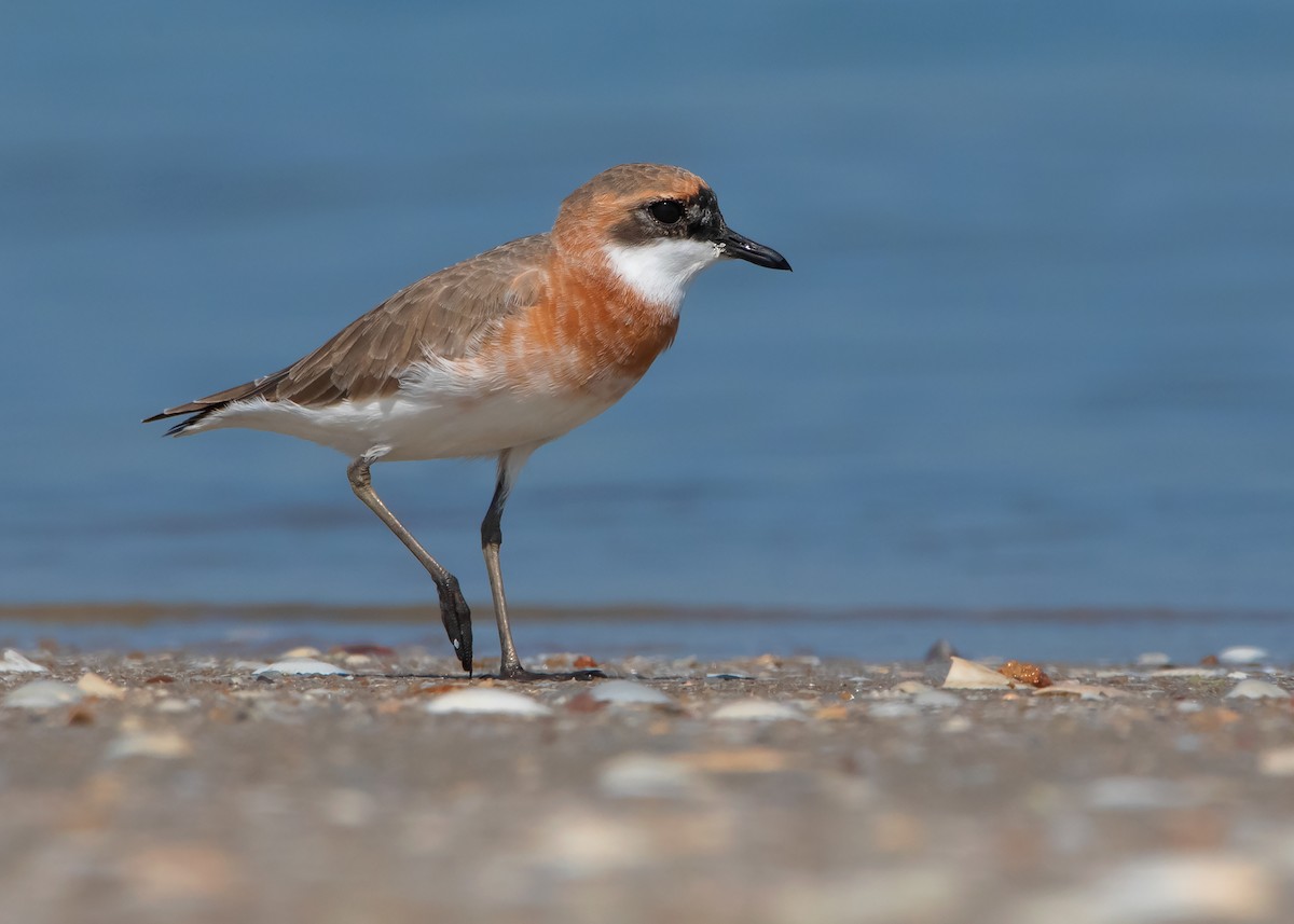 Tibetan Sand-Plover - Ayuwat Jearwattanakanok