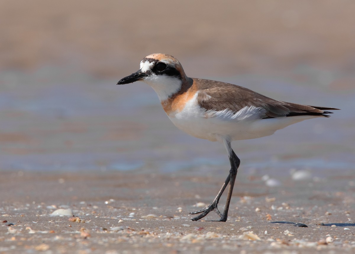 Greater Sand-Plover - Ayuwat Jearwattanakanok