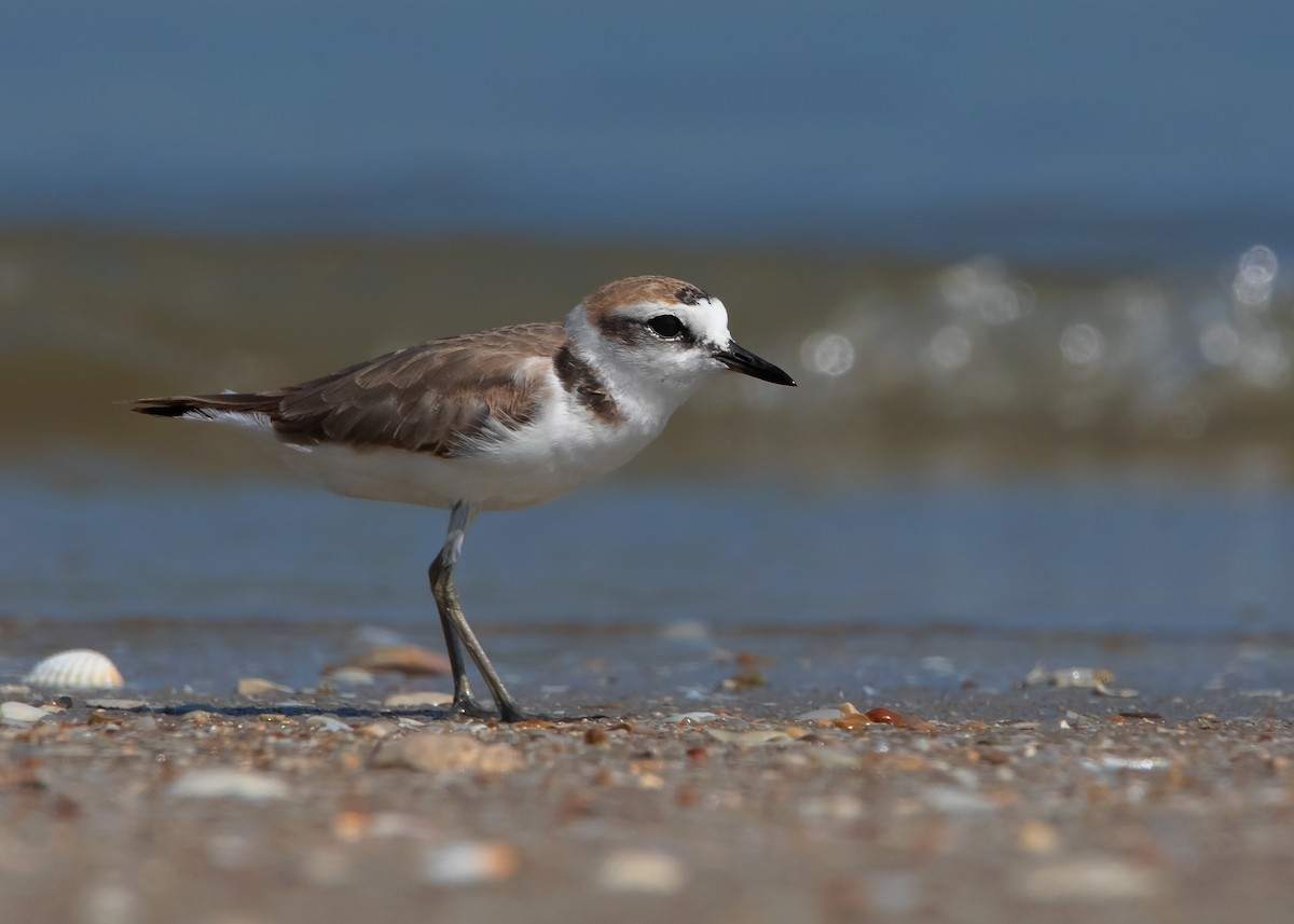 Kentish Plover (Kentish) - Ayuwat Jearwattanakanok