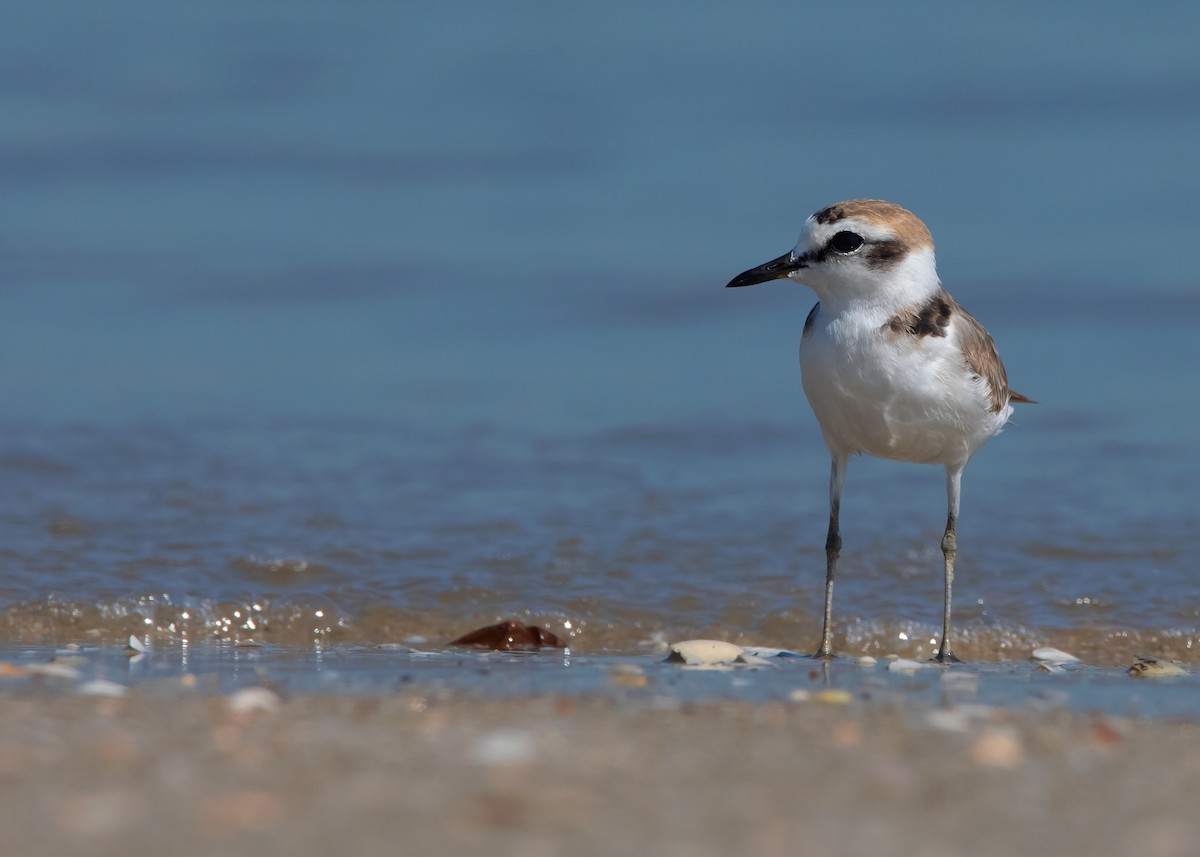 Kentish Plover (Kentish) - Ayuwat Jearwattanakanok