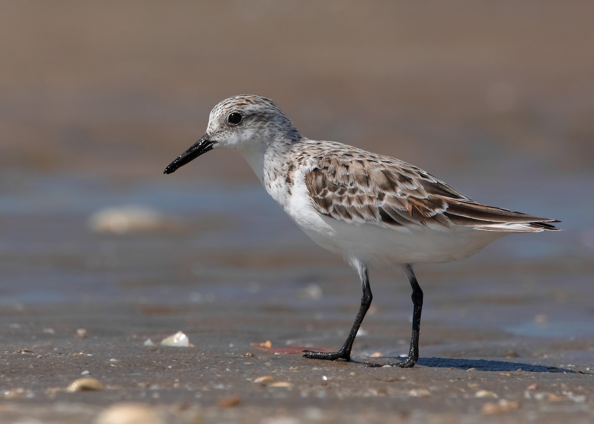 Sanderling - Ayuwat Jearwattanakanok