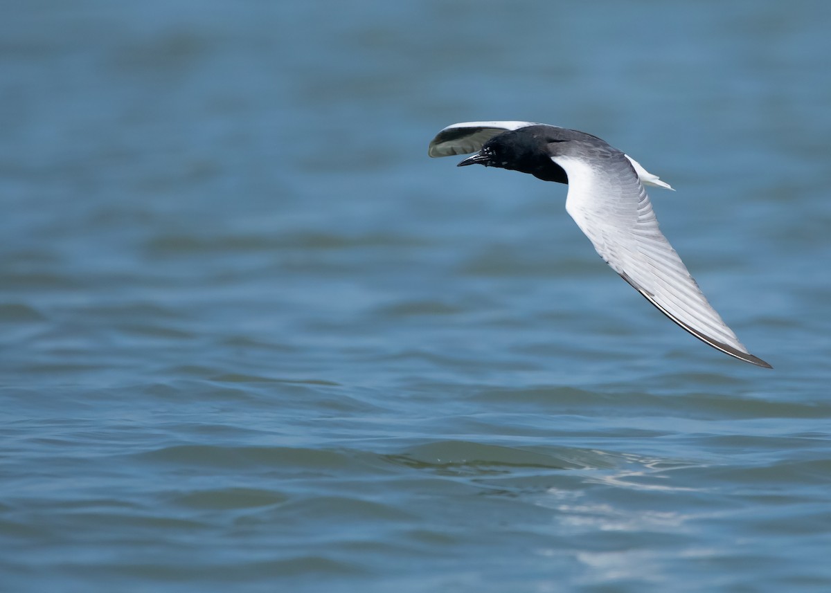 White-winged Tern - Ayuwat Jearwattanakanok