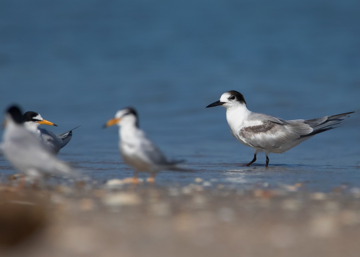 Common Tern - ML445672291