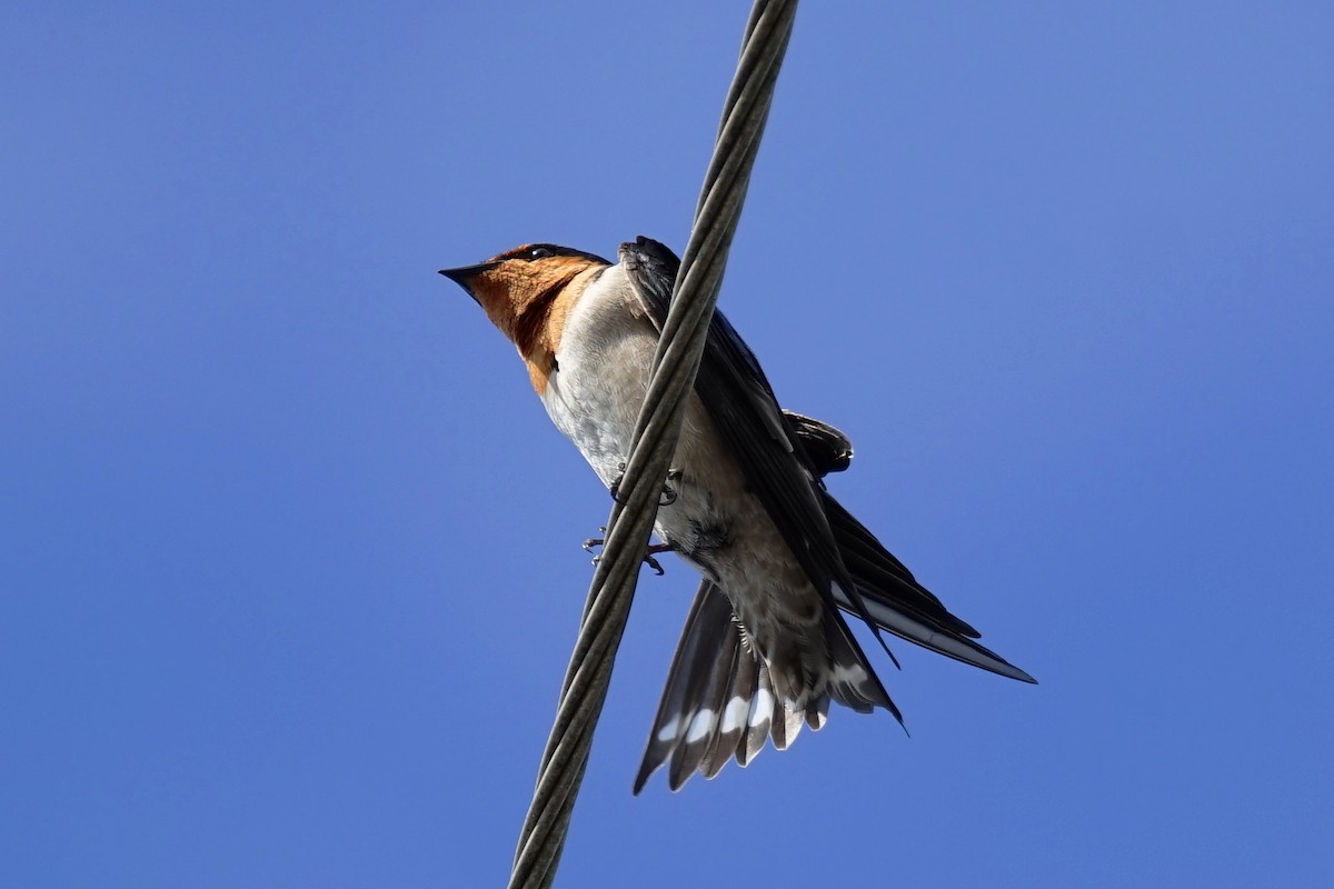 Pacific Swallow - ML44567311
