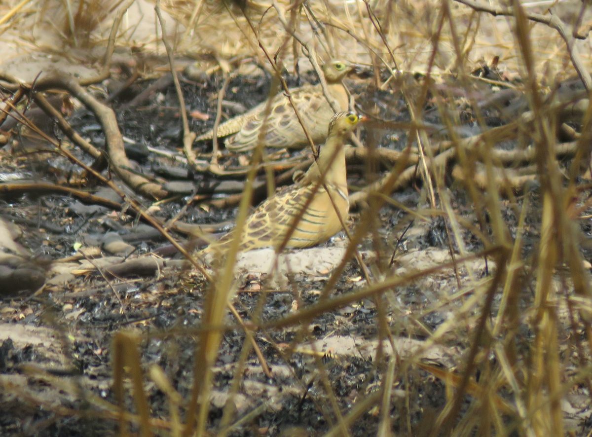 Four-banded Sandgrouse - ML445673371